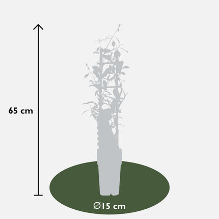 Trachelospermum 'Star of Ibiza' - Toscaanse Jasmijn Roze - Ø15cm - ↕65cm