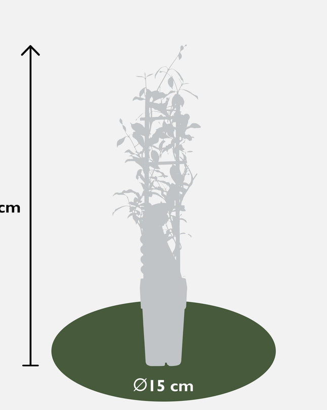 Trachelospermum 'Star of Ibiza' - Toscaanse Jasmijn Roze - Ø15cm - ↕65cm