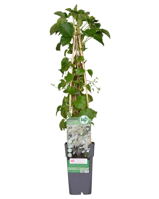 Hydrangea petiolaris - Klimhortensia - Ø15cm - ↕65cm