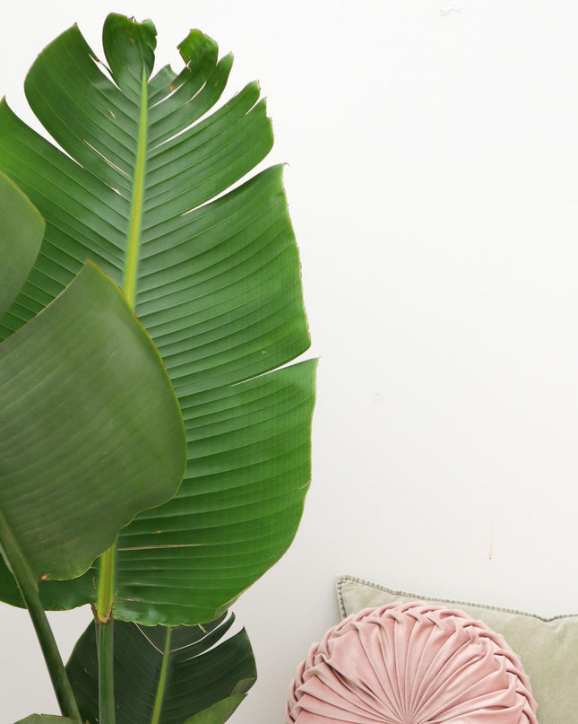 Strelitzia Augusta - 180cm - ⌀30