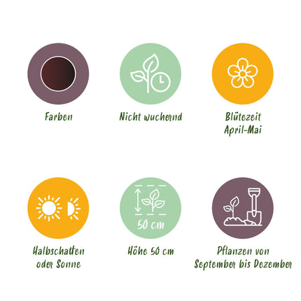 Bloembollen - Tulp Triumph Black - Kleur Donker Paars - 12 stuks - Bolmaat 11/12 - XXL Pack