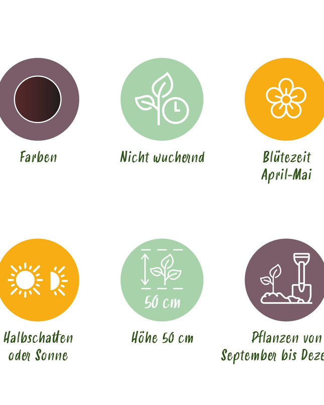 Bloembollen - Tulp Triumph Black - Kleur Donker Paars - 12 stuks - Bolmaat 11/12 - XXL Pack