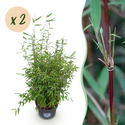 Fargesia nitida Red Dragon - Bambú No Invasivo - Perenne - Verde - 2 Plantas - Maceta 23 cm - Altura 80 cm