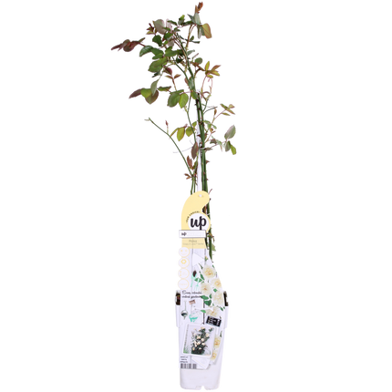 Rosa Crazy in love 'Vanilla' - Creme Roos - Ø15cm - ↕65cm