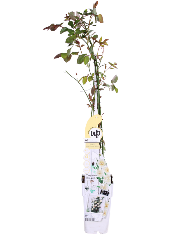 Rosa Crazy in love 'Vanilla' - Creme Roos - Ø15cm - ↕65cm