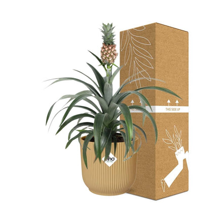 Ananas Mi Amigo incl. pot ELHO Vibes Fold 14cm geel