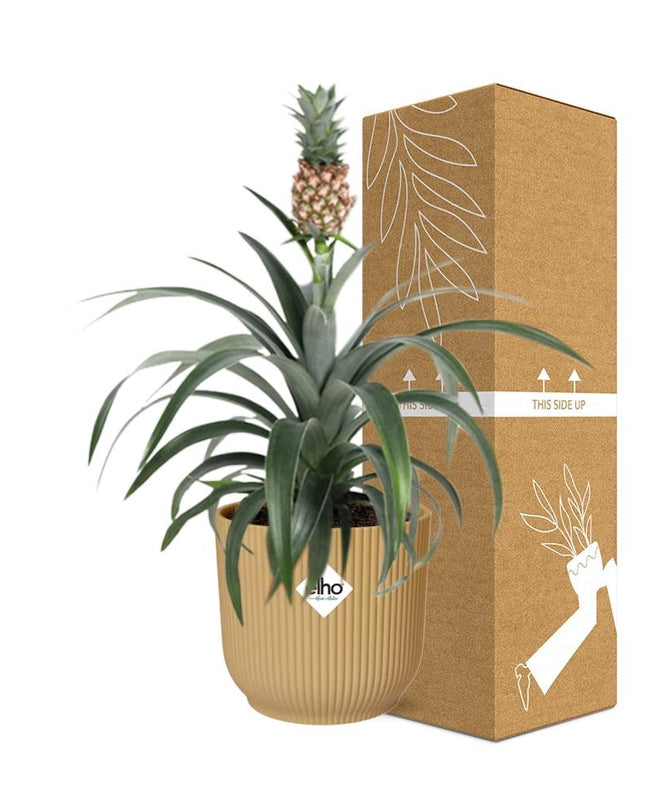 Ananas Mi Amigo incl. pot ELHO Vibes Fold 14cm geel