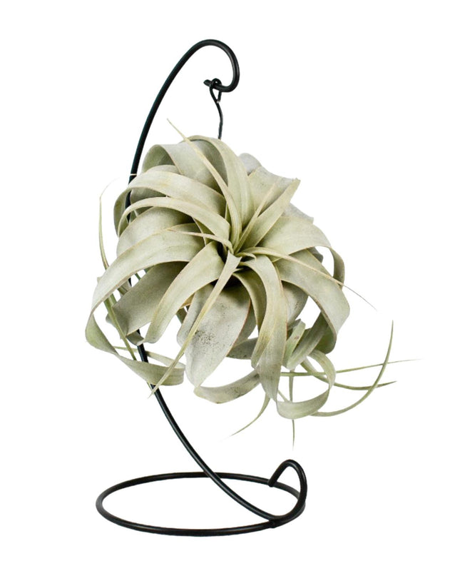 Tillandsia King Xero - Ø12cm - ↕23cm