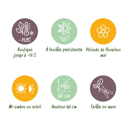 Siergrassen -  Carex morrowii Irish Green - Groen & Geel - 2 Planten - Bladhoudend - Weinig Onderhoud - Pot 17cm Hoogte 50cm