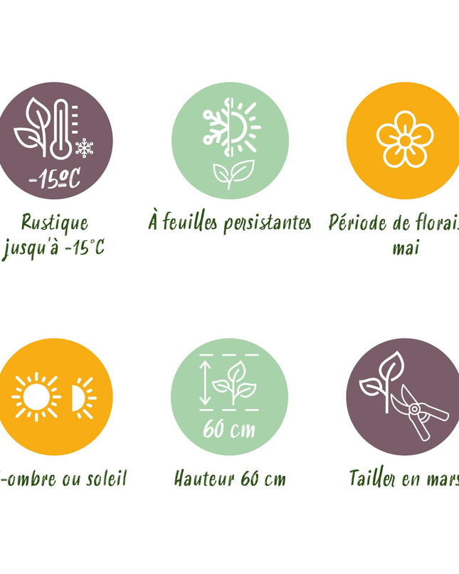 Siergrassen -  Carex morrowii Irish Green - Groen & Geel - 2 Planten - Bladhoudend - Weinig Onderhoud - Pot 17cm Hoogte 50cm