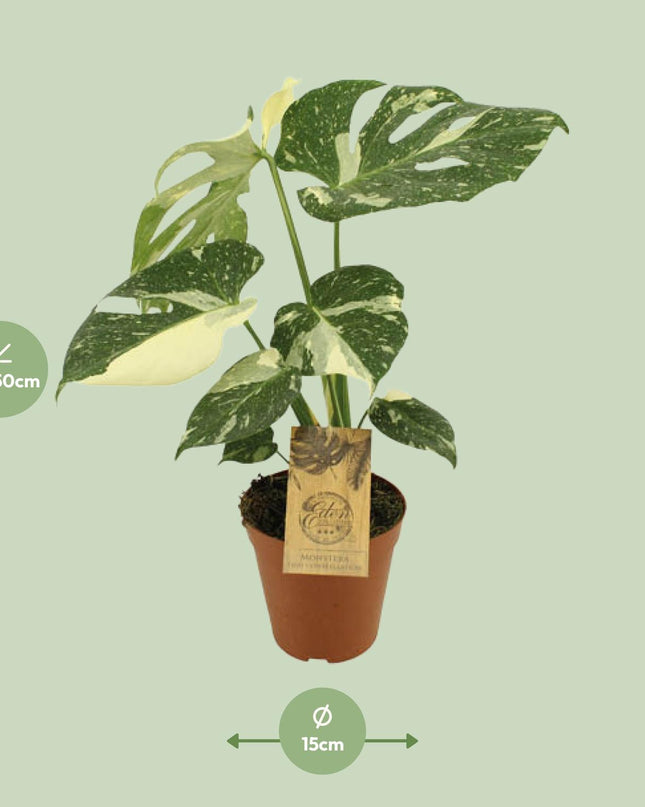 Monstera Thai Constellation - Ø15cm - ↕50cm