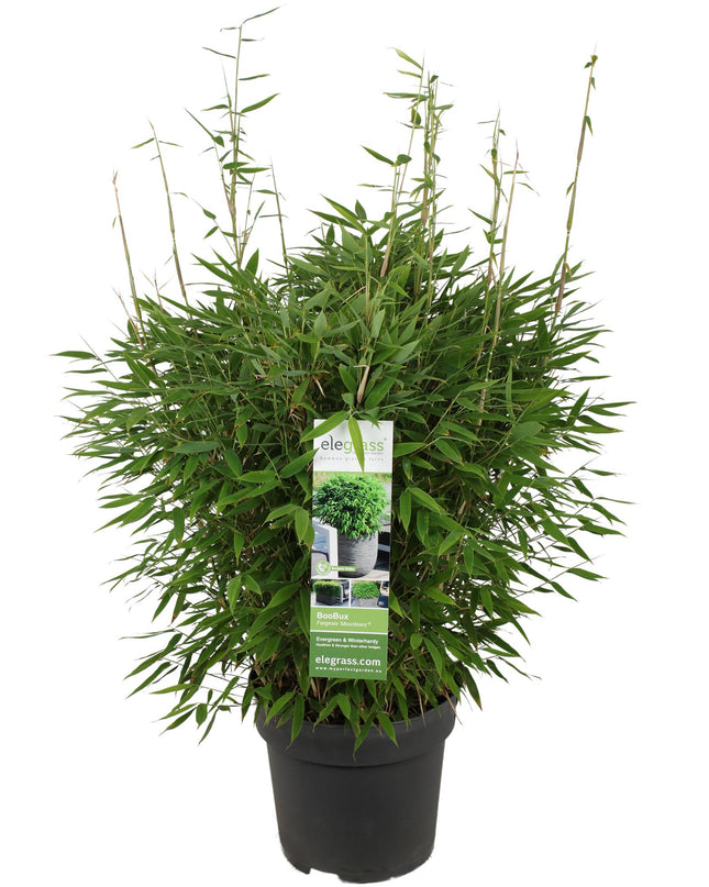 Fargesia 'Moontears'Â® Boobux - Compact groeiend, niet woekerende bamboe - Ø29cm - ↕70cm