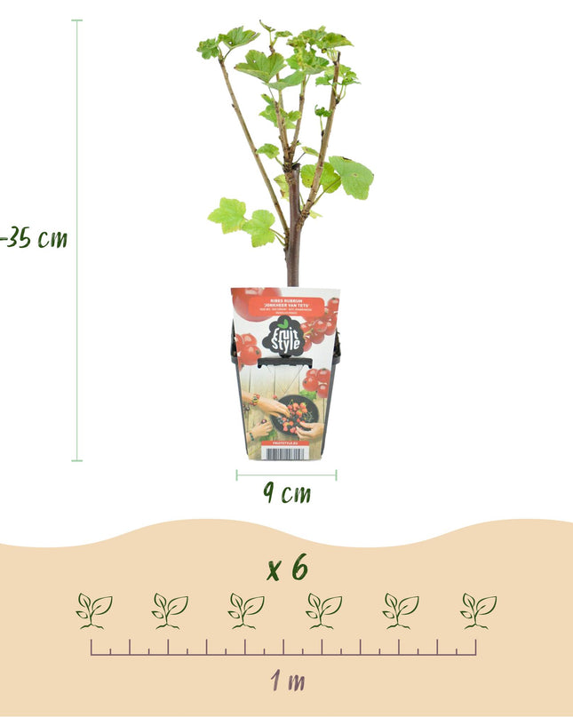 Fruit plants mix deal 4 plants - Red Currant/Yellow Raspberry/Blackberry/Blueberry - Hardy - 4 Plants - Pot 9cm