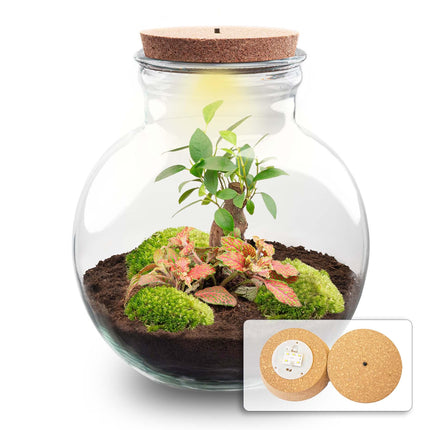 DIY Planten terrarium (met licht) - Teddy Bonsai - Ø 25 cm ↕ 26,5 cm - Met LED-kurk