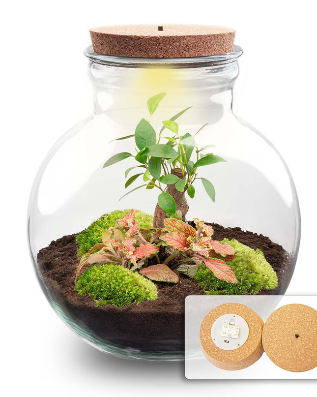 DIY Planten terrarium (met licht) - Teddy Bonsai - Ø 25 cm ↕ 26,5 cm - Met LED-kurk