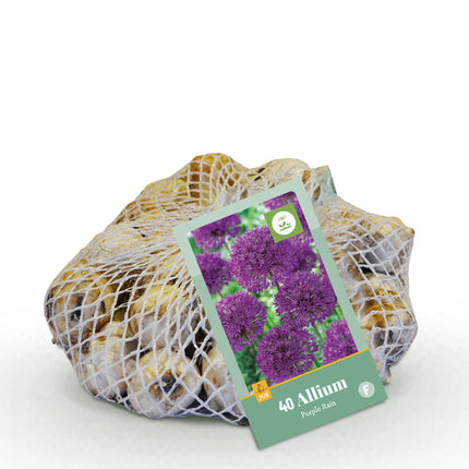 Bloembollen - Allium Purple Rain - Kleur Paars - 40 stuks - Bolmaat 10/12