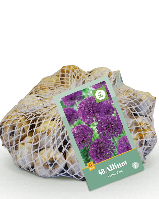 Bloembollen - Allium Purple Rain - Kleur Paars - 40 stuks - Bolmaat 10/12