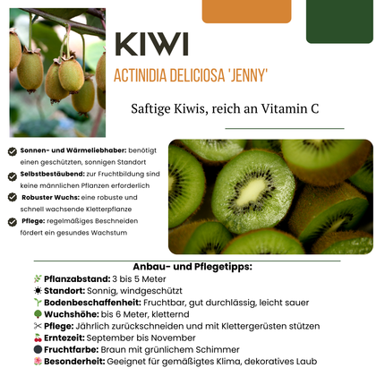 Piante di kiwi BIO 6 pezzi - Ø 13 cm - ↨ 20 cm