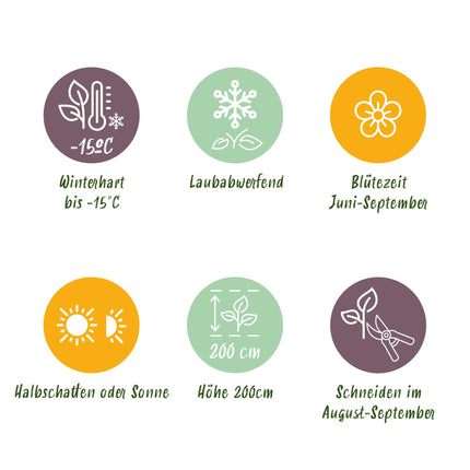 Hortensia - Hydrangea macrophylla Tricolour - Bloem Blauw, Roze en Wit  - 3 Planten - Bladverliezend - Weinig Onderhoud - Pot 17cm Hoogte 30cm