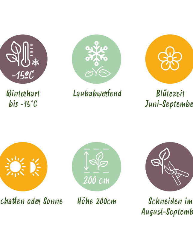 Hortensia - Hydrangea macrophylla Tricolour - Bloem Blauw, Roze en Wit  - 3 Planten - Bladverliezend - Weinig Onderhoud - Pot 17cm Hoogte 30cm