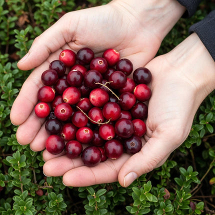 Cranberry - Vaccinium mac. Early Black - Winterhart - Blaubeere - 2 Pflanzen - Topf 15cm - Höhe 50cm