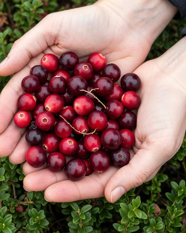 Cranberry - Vaccinium mac. Early Black - Winterhart - Blaubeere - 2 Pflanzen - Topf 15cm - Höhe 50cm