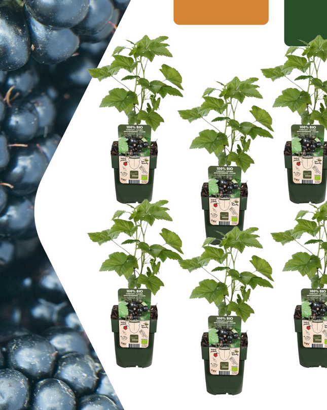 Cespi di more BIO 6 pezzi - Ø 13 cm - ↨ 20 cm