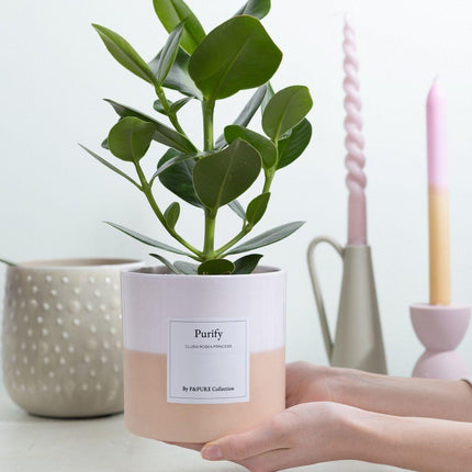 Clusia Rosea Gift "Purify" met wenskaart - Ø12cm - ↕30cm