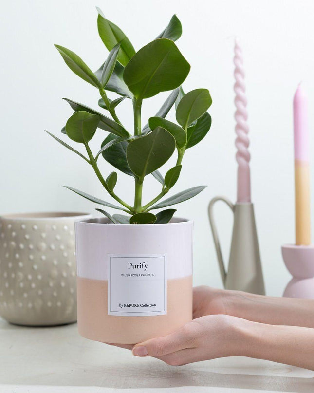 Clusia Rosea Gift "Purify" met wenskaart - Ø12cm - ↕30cm