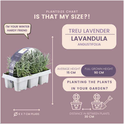 12 x 6er Set Lavendel angustifolia - 72 x Ø7 cm - ↕15 cm