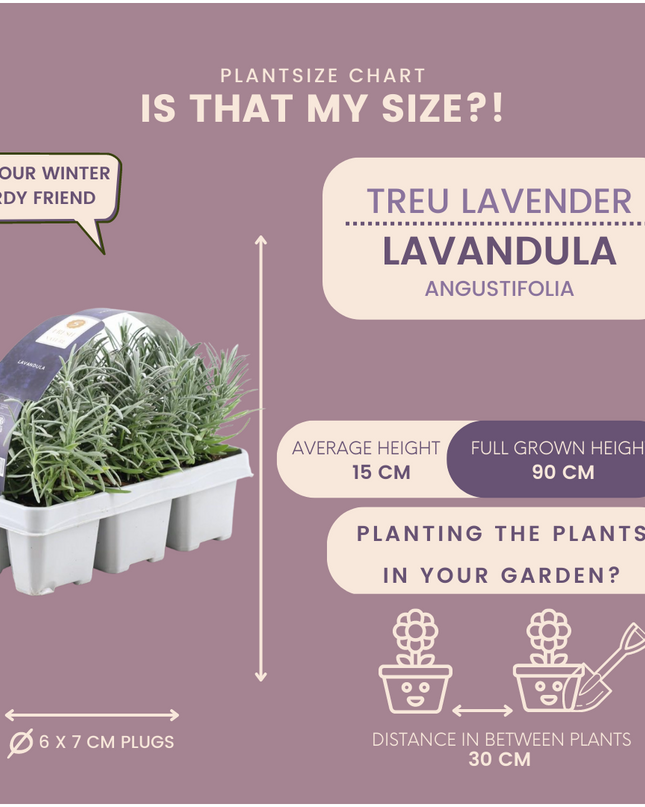 12 x 6er Set Lavendel angustifolia - 72 x Ø7 cm - ↕15 cm