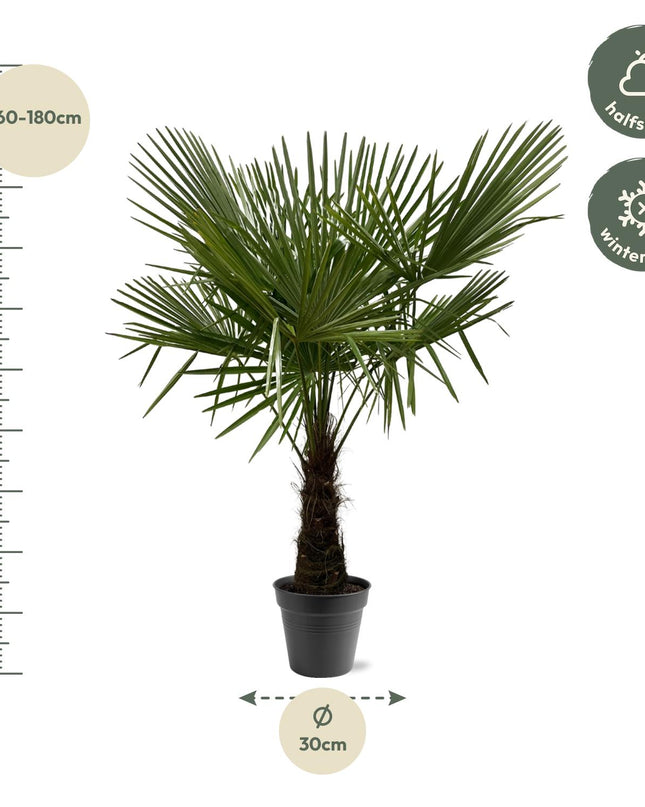 Trachycarpus Fortuneii - 160-180cm - Ø30