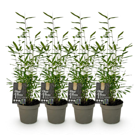 Bambou - Fargesia Black Dragon - Vert - 4 Plantes - Persistant - Non envahissant - Pot 14cm Hauteur 35cm