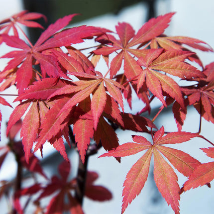 Japanse Esdoorn - Acer palmatum Sumi-nagashi - Rood - 2 stuks - Pot 19cm Hoogte 70cm