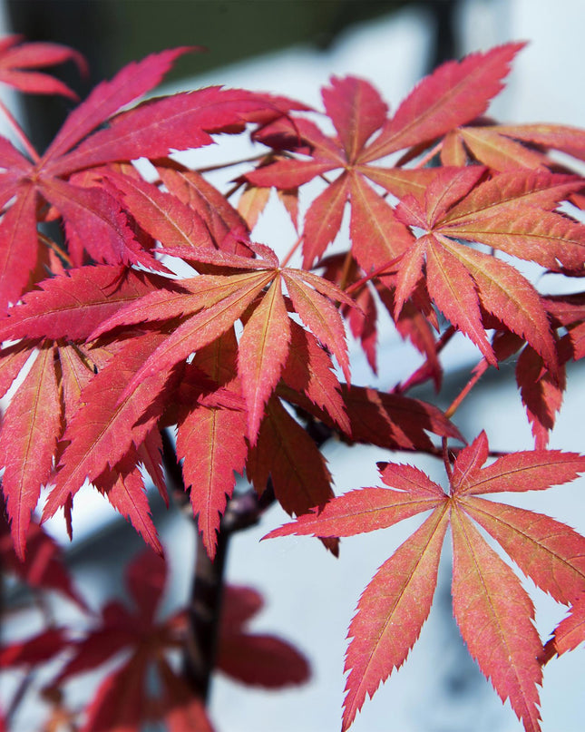 Acero giapponese - Acer palmatum Sumi-nagashi - Rosso - 2 pezzi - Vaso 19 cm Altezza 70 cm