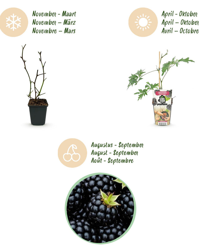 Black Blackberry Fruit Plants - 6 plants - Evergreen - Thornless Bramble Evergreen - Hardy in Winter - Pot 9 cm