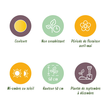 Bloembollen - Tulp Vendeeglobe - Kleur Geel - 12 stuks - Bolmaat 11/12 - XXL Pack