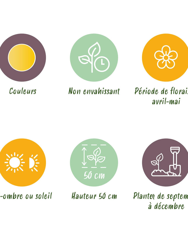 Bloembollen - Tulp Vendeeglobe - Kleur Geel - 12 stuks - Bolmaat 11/12 - XXL Pack