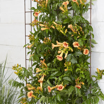 Campsis Indian Summer - Trompetbloem Oranje - Ø15cm - ↕65cm - Ø15 - ↨65cm