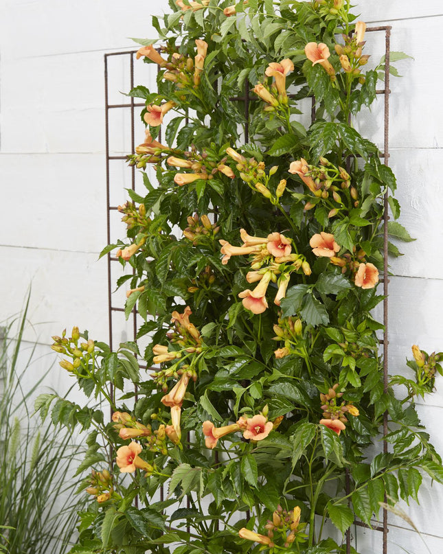 Campsis Indian Summer - Trompetbloem Oranje - Ø15cm - ↕65cm - Ø15 - ↨65cm
