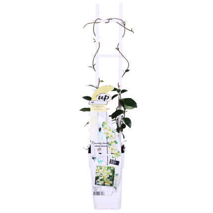 Trachelospermum 'Star of Toscana' - Toscaanse Jasmijn Geel - Ø15cm - ↕65cm