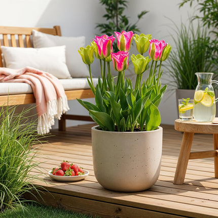 Bloembollen - Tulp Strawberry Lemonade - Diversen Kleuren - 12 stuks - Bolmaat 11/12 - XXL Pack