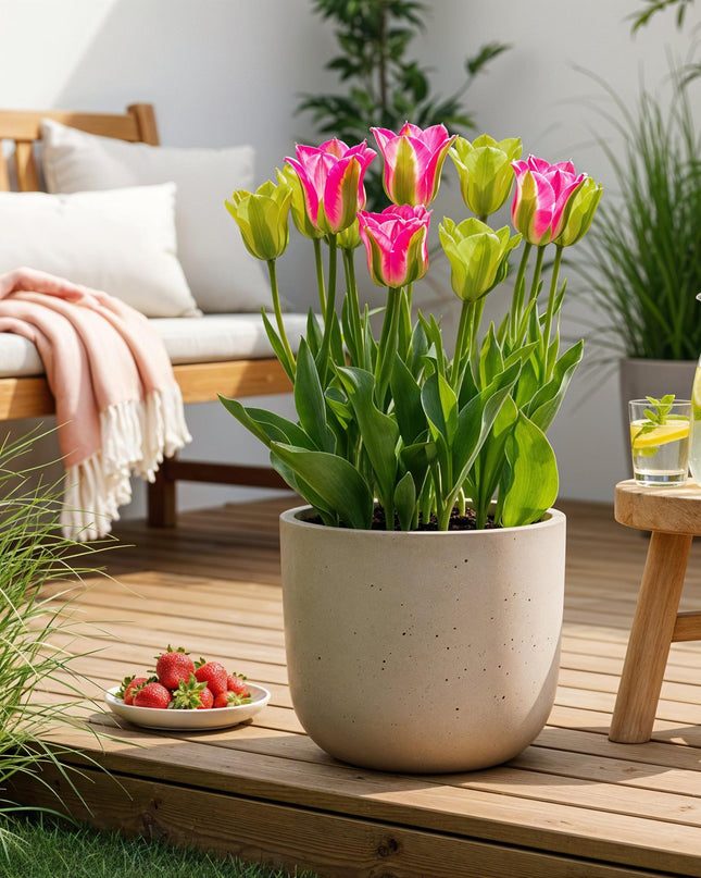 Bloembollen - Tulp Strawberry Lemonade - Diversen Kleuren - 12 stuks - Bolmaat 11/12 - XXL Pack