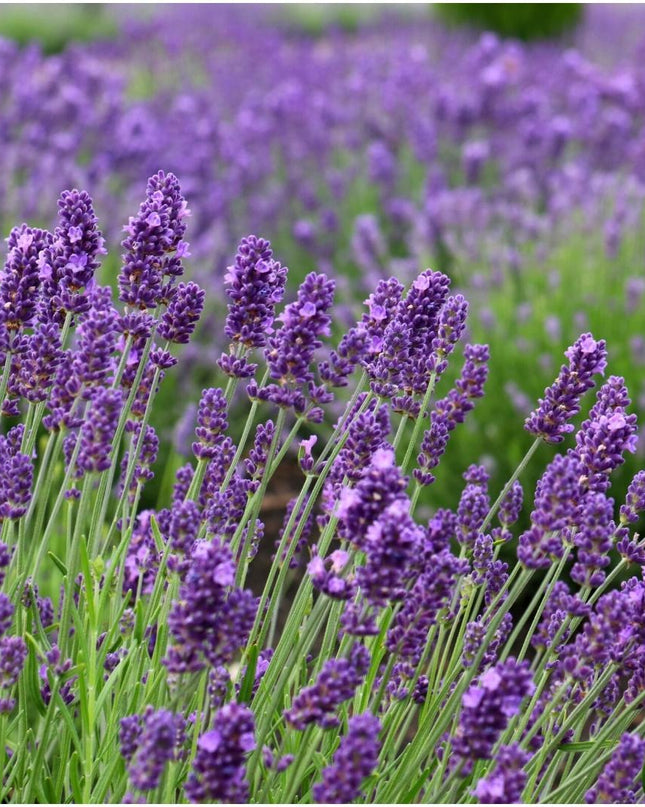 24 x Lavandula angustifolia Felice® - Ø12 cm - ↕25 cm