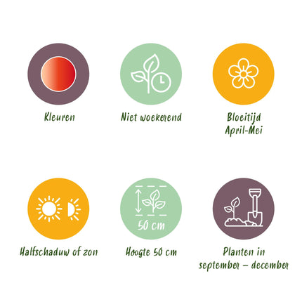 Bloembollen - Tulp Gudoshnik Double - Dubbel Bloemig - 12 stuks - Bolmaat 11/12 - XXL Pack