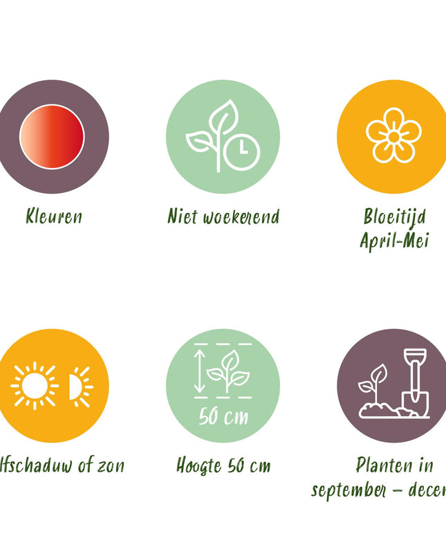 Bloembollen - Tulp Gudoshnik Double - Dubbel Bloemig - 12 stuks - Bolmaat 11/12 - XXL Pack