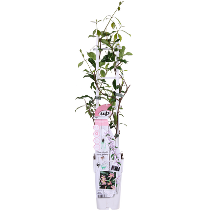 Trachelospermum 'Star of Ibiza' - Toscaanse Jasmijn Roze - Ø15cm - ↕65cm
