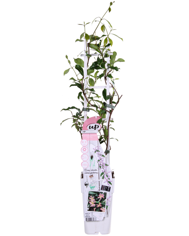 Trachelospermum 'Star of Ibiza' - Toscaanse Jasmijn Roze - Ø15cm - ↕65cm