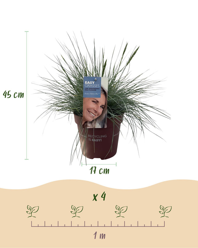 Siergrassen - 4 Planten - Blauw - Geel - Groen - Rood - Bladhoudend - Weinig Onderhoud - Pot 17cm Hoogte 50cm