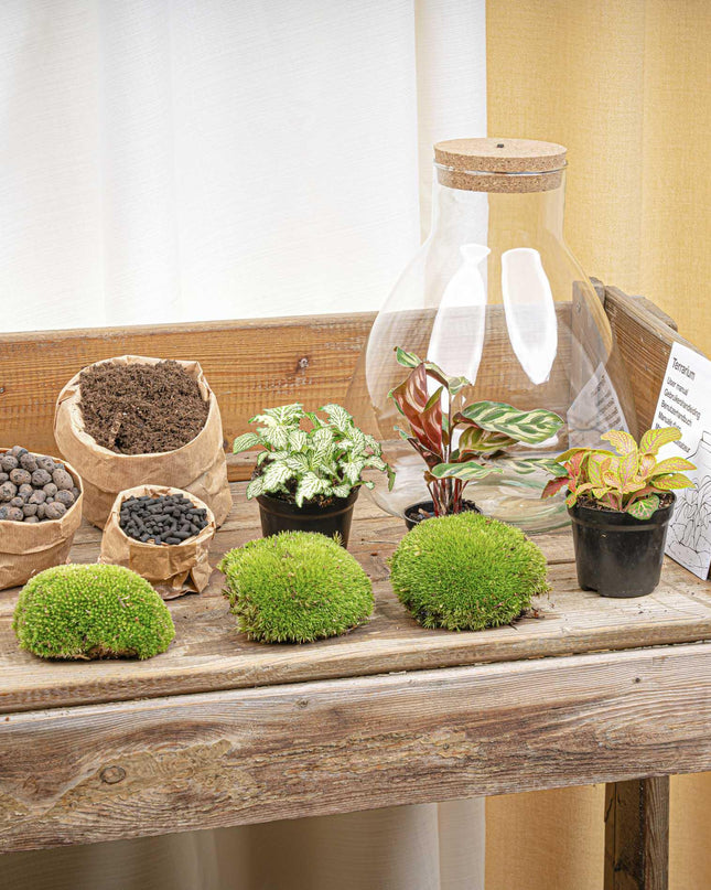DIY Planten terrarium met licht - Sam Calathea - Ø 24,5 cm ↑ 30 cm - No tools